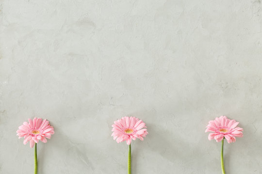 Fototapeta Three pastel pink daisy flowers at the bottom of gray background with copy space