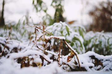 Schnee Pflanze Winter Makro nah