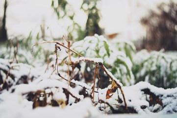 Schnee Pflanze Winter Makro nah