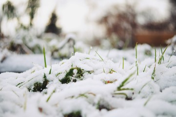 Schnee Pflanze Winter Makro nah