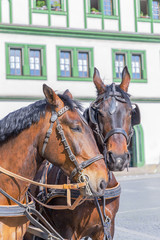 Naklejka na ściany i meble Two beautiful horses on the house background. Weimar, Germany