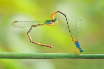 Dragonfly mating