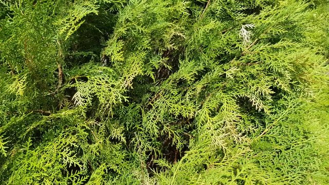 Thuya leaves closeup evergreen bush. Natural plant pattern and background