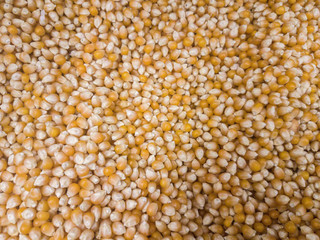 Background from a dry kernels of walnuts. Close-up texture of heap of unshelled walnuts, overhead view. Healthy food.