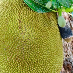 Jackfrucht, Jack Fruit am baum wachsend