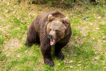 
Brown bear in a national park is roaring