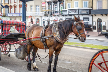 Fototapeta na wymiar Beautiful brown horse ready to pull a carriage, in a town in the United Kingdom