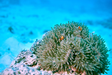Fish on underwater coral reef