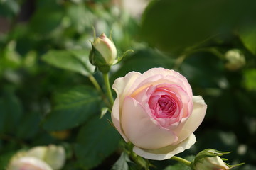 Bellissima Rosa di Maggio