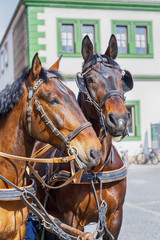 Two beautiful horses on the house background. Weimar, Germany