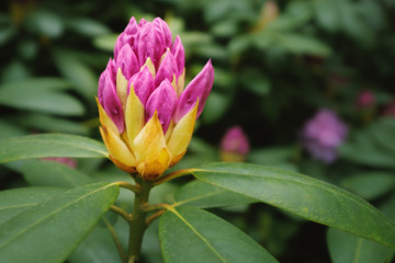 aufgehende Knospe des Rhododendron
