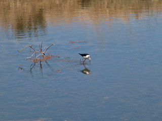 OISEAU