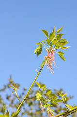 Green branches of the spring tree against the blue sky background. Acer negundo plant.