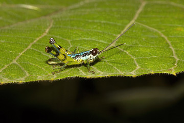 Grasshopper, Agumbe ARRSC, Karnataka , India