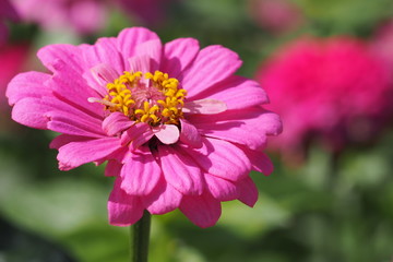 Fototapeta premium Pink color flower