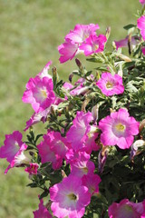 Fototapeta premium Pink color flower