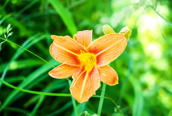 Beautiful garden flowers. Orange lilies.