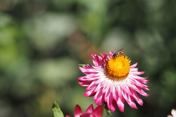 Beautiful flower with green background