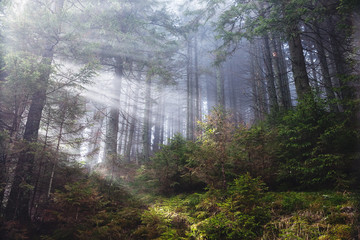 Fantastic forest glowing by sunlight. Location: Carpathian, Ukraine, Europe.
