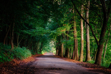 Obraz premium Magic tunnel and pathway through a thick forest with sunlight. The path framed by bushes. Dramatic and gorgeous scene. Location place Ternopil, Ukraine, Europe. Discover the world of beauty.