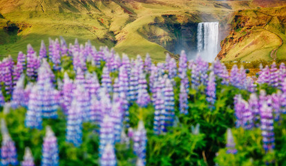 Lovely lupine glowing by sunlight. Location place Skogafoss waterfall, Skoga river, Iceland.