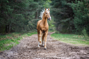 Horse running free in the forest. 