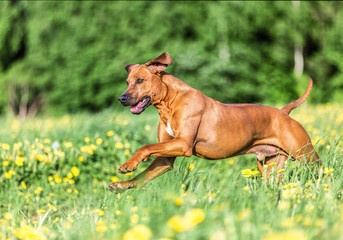 Rhodesian ridgeback playing outdoors.