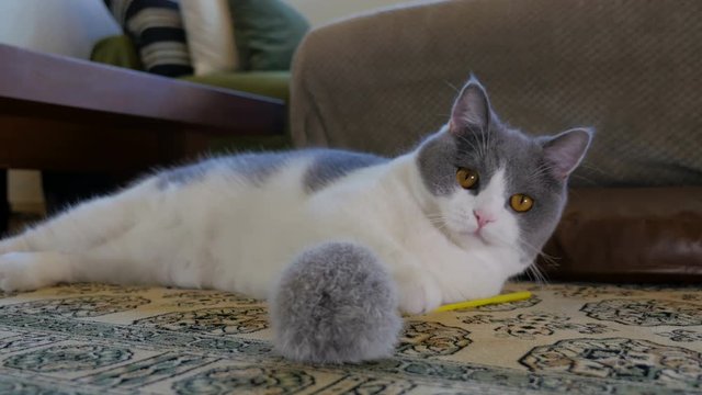 Cute British Shorthair Cat playing with a toy