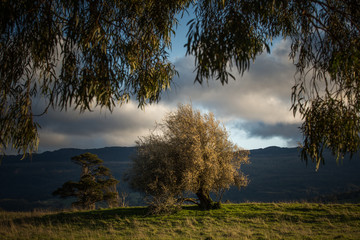 Beautiful tree in Mole Creek, Tasmania