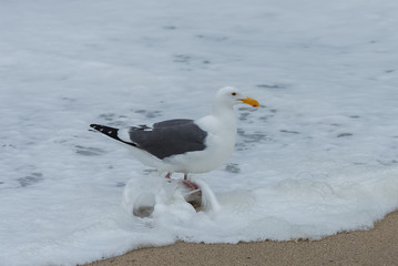 Gull walking in the foam on a California beach
