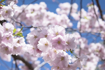 Beautiful sakura flower tree on blue sky.