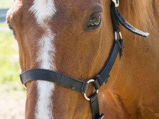 Foreground of brown horse