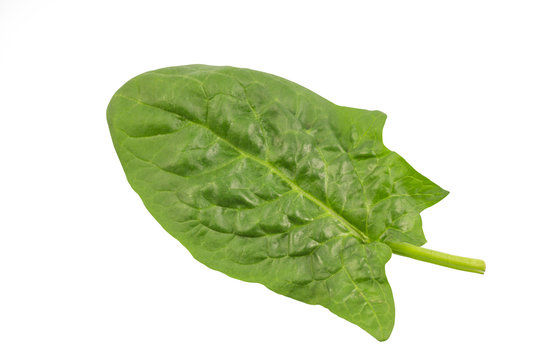 Fresh green spinach leaves close up isolated on white background with clipping path.