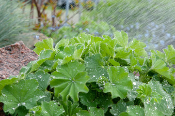 regen gießen blume pflanze im garten