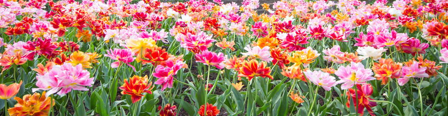 Obraz na płótnie Canvas Colorful tulips park in the field, beautiful flowers bloom in spring day. Natural tulips flowers in selective focus background