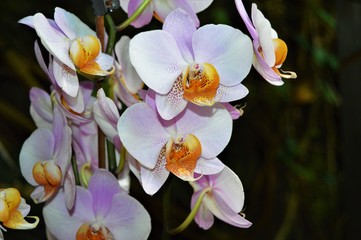 Fototapeta na wymiar Orquídeas blancas, anaranjadas y violáceas