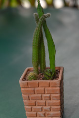 Cactus Grown as ornamental plants Beautiful