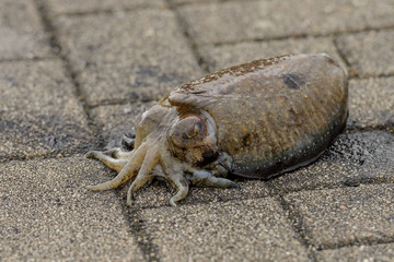 live cuttlefish on the ground close-up