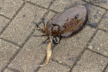 live cuttlefish on the ground close-up