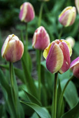 Fototapeta premium tulip garden