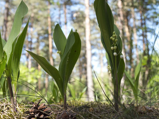 Bory las&oacute;w bagiennych z łanami konwalii majowej