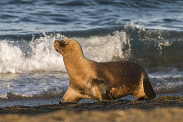 Fototapeta premium Samica lwa morskiego w kolonii Patagonia Argentina