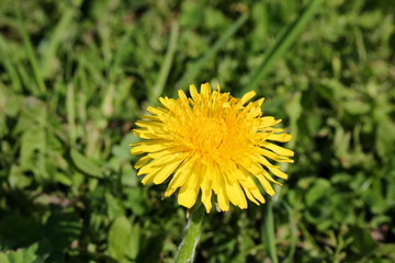 красивый желтый одуванчик на фоне зеленой травы          