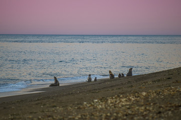 Fototapeta premium Samica lwa morskiego w kolonii Patagonia Argentina