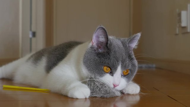 Cute British Shorthair Cat playing with a toy
