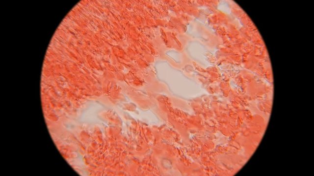 blood of a dog under a microscope