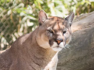 Selbstklebende Fototapete Puma Wildlife-Szene von Danger Cougar, Puma, Panther, der im Zoopark sitzt, große Wildkatze im Naturlebensraum, Puma concolor, bekannt als Berglöwe, Mexiko.
