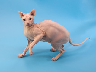 Don Sphynx cat stands on blue