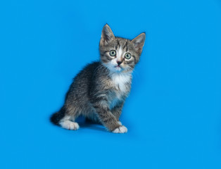 Obraz premium Pasiasty kotek siedzi na niebiesko