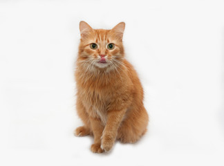 Fototapeta na wymiar Red fluffy cat sits on gray
